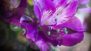 Preview wallpaper alstroemeria, flower, petals, macro, purple