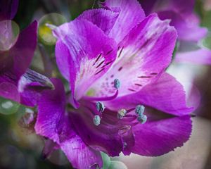 Preview wallpaper alstroemeria, flower, petals, macro, purple