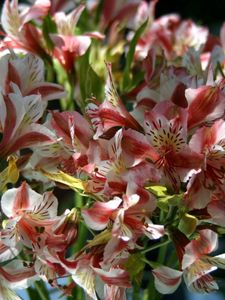 Preview wallpaper alstroemeria, flowers, bouquet, close-up