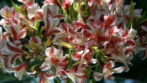 Preview wallpaper alstroemeria, flowers, bouquet, close-up