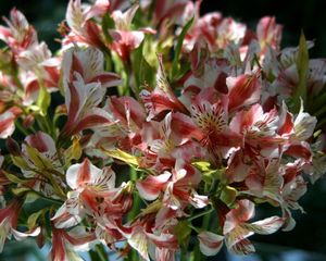 Preview wallpaper alstroemeria, flowers, bouquet, close-up