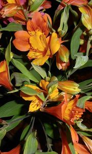 Preview wallpaper alstroemeria, flowers, bouquets, leaves, light