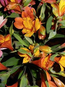 Preview wallpaper alstroemeria, flowers, bouquets, leaves, light