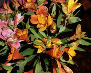 Preview wallpaper alstroemeria, flowers, bouquets, leaves, light