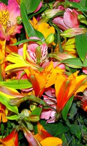 Preview wallpaper alstroemeria, flowers, bright, colorful, flower