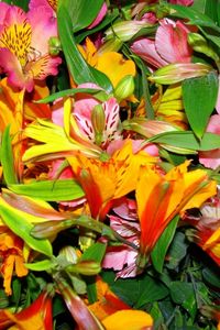 Preview wallpaper alstroemeria, flowers, bright, colorful, flower