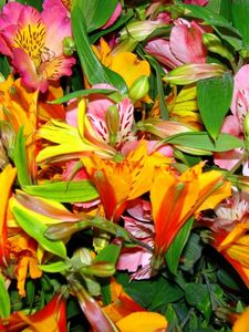 Preview wallpaper alstroemeria, flowers, bright, colorful, flower