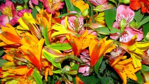 Preview wallpaper alstroemeria, flowers, bright, colorful, flower