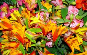 Preview wallpaper alstroemeria, flowers, bright, colorful, flower