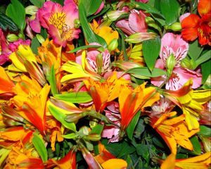 Preview wallpaper alstroemeria, flowers, bright, colorful, flower