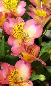 Preview wallpaper alstroemeria, flowers, colorful, leaves, close-up