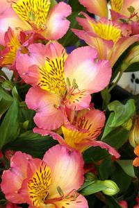 Preview wallpaper alstroemeria, flowers, colorful, leaves, close-up