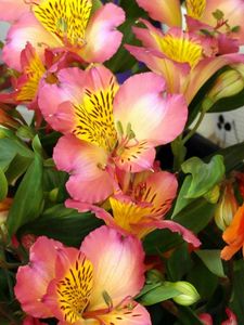 Preview wallpaper alstroemeria, flowers, colorful, leaves, close-up