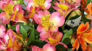 Preview wallpaper alstroemeria, flowers, colorful, leaves, close-up