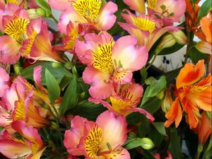 Preview wallpaper alstroemeria, flowers, colorful, leaves, close-up