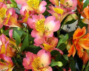 Preview wallpaper alstroemeria, flowers, colorful, leaves, close-up