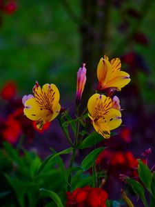 Preview wallpaper alstroemeria, flowers, flowerbed, flowering