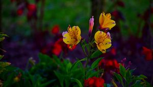 Preview wallpaper alstroemeria, flowers, flowerbed, flowering