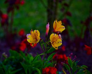 Preview wallpaper alstroemeria, flowers, flowerbed, flowering