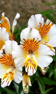 Preview wallpaper alstroemeria, flowers, flowerbed, green, close-up
