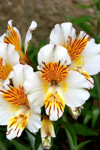 Preview wallpaper alstroemeria, flowers, flowerbed, green, close-up