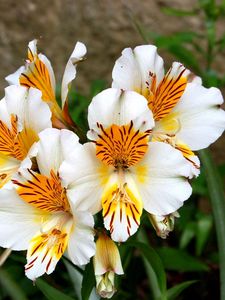 Preview wallpaper alstroemeria, flowers, flowerbed, green, close-up