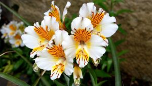 Preview wallpaper alstroemeria, flowers, flowerbed, green, close-up