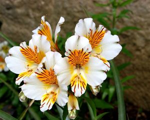 Preview wallpaper alstroemeria, flowers, flowerbed, green, close-up