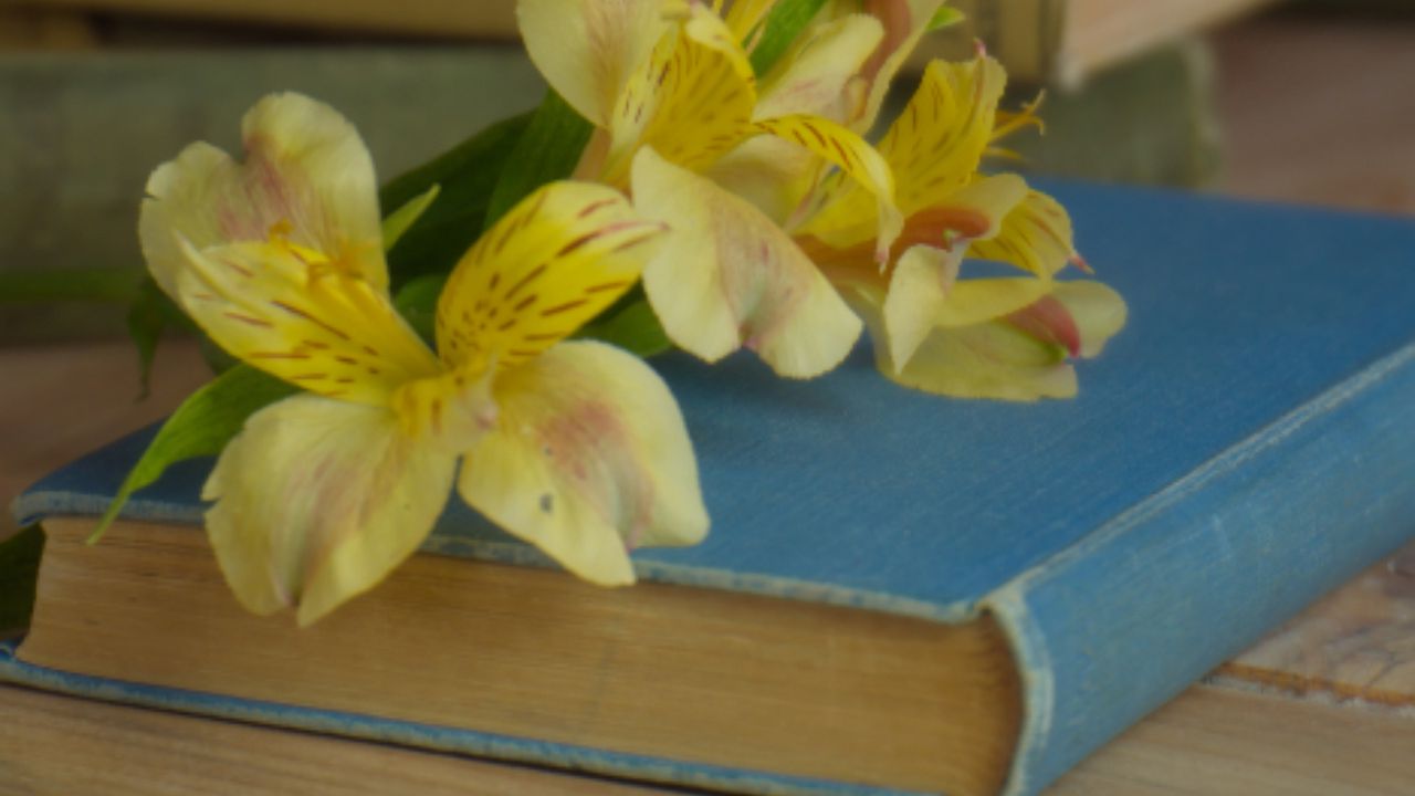 Wallpaper alstroemeria, flowers, petals, books, cup, blur