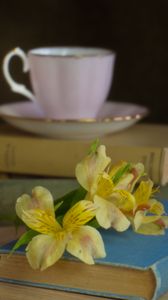 Preview wallpaper alstroemeria, flowers, petals, books, cup, blur