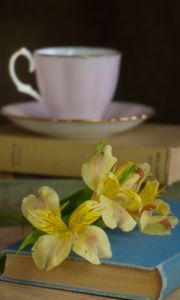 Preview wallpaper alstroemeria, flowers, petals, books, cup, blur