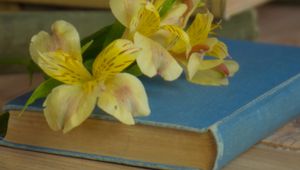 Preview wallpaper alstroemeria, flowers, petals, books, cup, blur