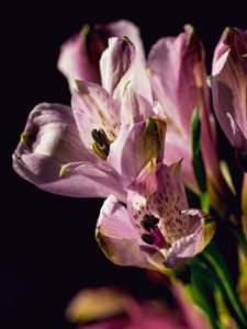 Preview wallpaper alstroemeria, flowers, petals, macro