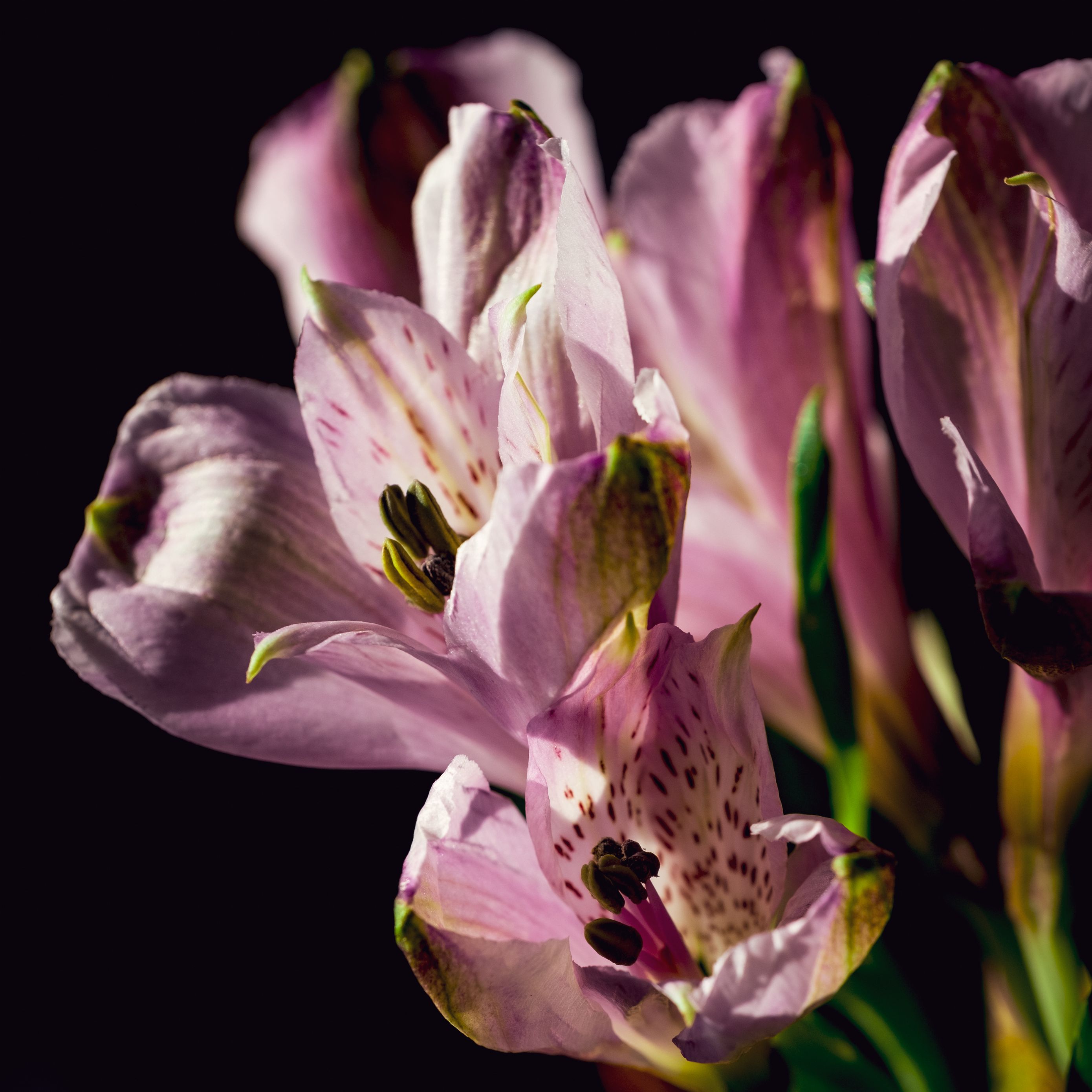 Download wallpaper 2780x2780 alstroemeria, flowers, petals, macro ipad