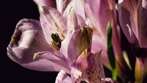 Preview wallpaper alstroemeria, flowers, petals, macro