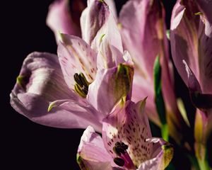 Preview wallpaper alstroemeria, flowers, petals, macro