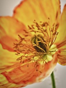 Preview wallpaper alstroemeria, flowers, petals, macro, orange