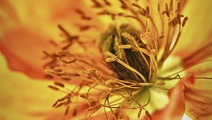 Preview wallpaper alstroemeria, flowers, petals, macro, orange