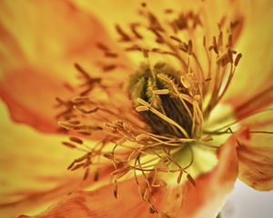 Preview wallpaper alstroemeria, flowers, petals, macro, orange