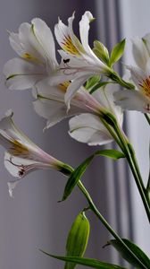 Preview wallpaper alstroemeria, flowers, stems, close-up