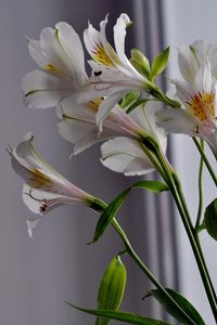 Preview wallpaper alstroemeria, flowers, stems, close-up