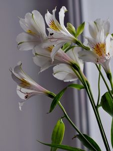 Preview wallpaper alstroemeria, flowers, stems, close-up