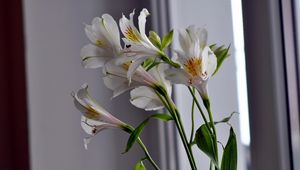 Preview wallpaper alstroemeria, flowers, stems, close-up