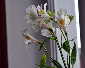 Preview wallpaper alstroemeria, flowers, stems, close-up