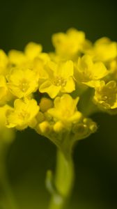 Preview wallpaper alyssum, flower, petals, yellow, plant, macro