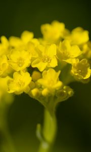 Preview wallpaper alyssum, flower, petals, yellow, plant, macro
