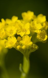 Preview wallpaper alyssum, flower, petals, yellow, plant, macro