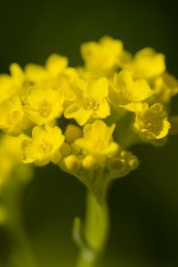 Preview wallpaper alyssum, flower, petals, yellow, plant, macro
