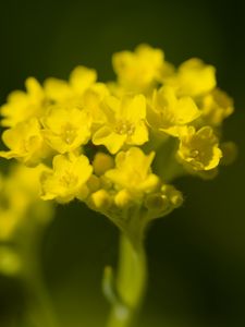 Preview wallpaper alyssum, flower, petals, yellow, plant, macro