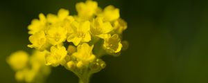 Preview wallpaper alyssum, flower, petals, yellow, plant, macro